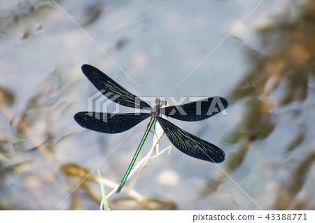 Atrocalopteryx蟬 Atrocalopteryx蟬 43388771