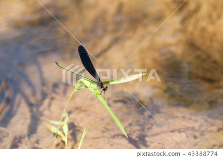 Hagorotorbo 43388774