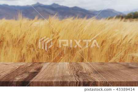 Yellow wheat crop with wooden floor 43389414