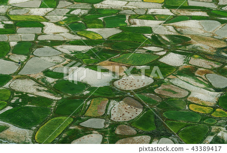 Aerial view landscape, Green rice field pattern Aerial view landscape, Green rice field pattern 43389417