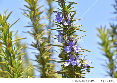 Rosemary Flower Rosemary Flower 43389450