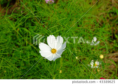 Cosmos flowers 43389625