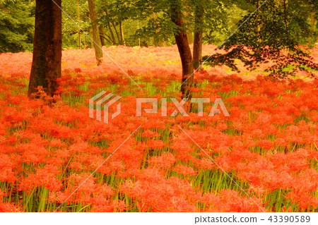 Higanbana and trees 43390589