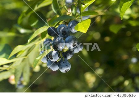 Blueberry tree Blueberry tree 43390630