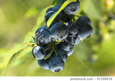 Blueberry tree Blueberry tree 43390638