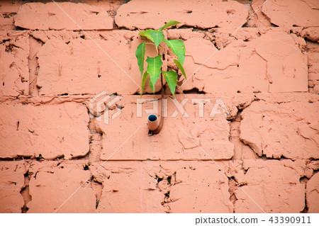 Sacred fig is growing on wall block of building. 43390911