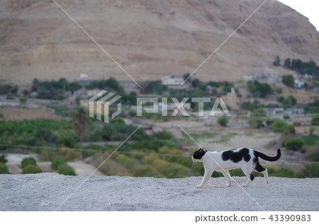 Palestine Jericho cat 43390983