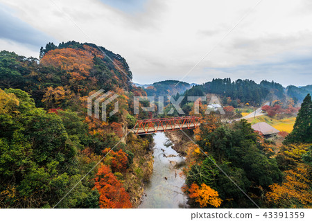 從在Yoro谷的一座谷橋樑看的風景在秋天 43391359