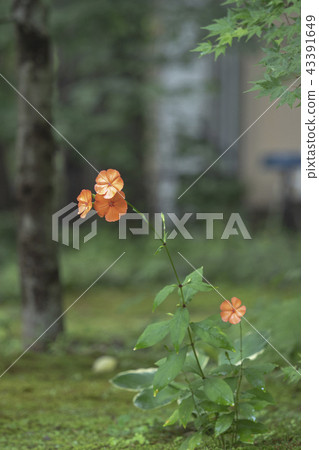 Fusidium ginseng Fusidium ginseng 43391649