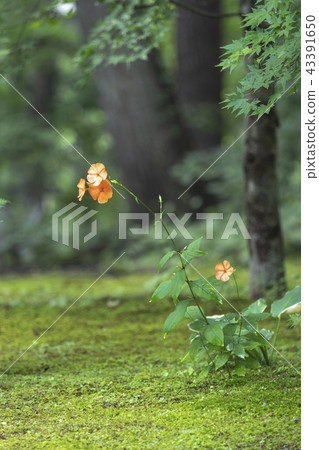 Fusidium ginseng Fusidium ginseng 43391650