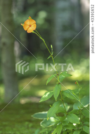 人參（Fusidium ginseng） 43391652