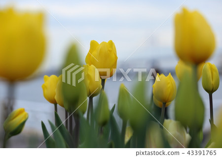 Tulips in Yamashita Park (Japan / Kanagawa / Yokohama City) 43391765