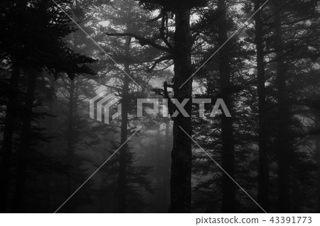 Dark forest Dark forest 43391773