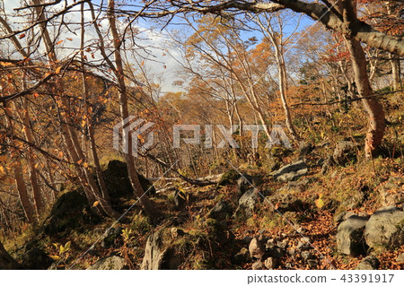 Landscape from the mountain trail of Nikko Shirane 43391917