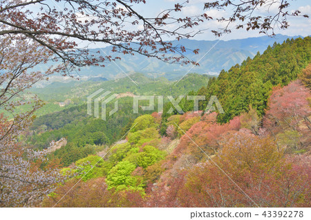 吉野在春末 43392278