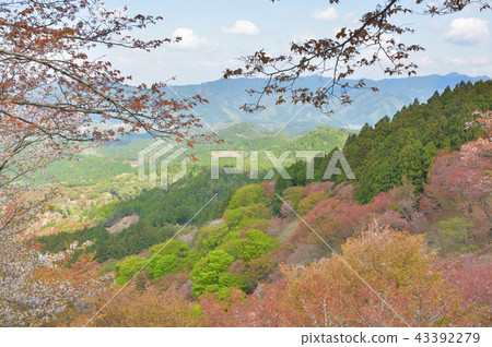 吉野在春末 43392279