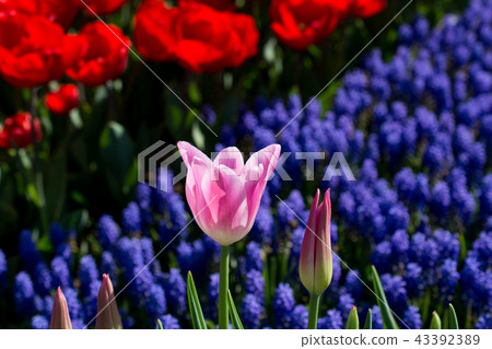tulips of various colors in nature in spring tulips of various colors in nature in spring 43392389