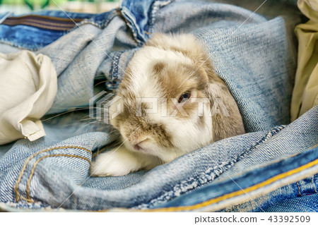 Rabbit walks into the jeans Rabbit walks into the jeans 43392509