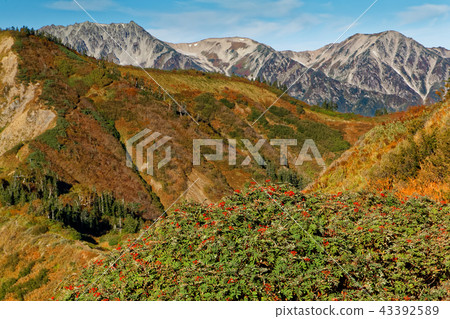 從Taneike Sanso附近看見的Tateyama山脈在秋天 43392589