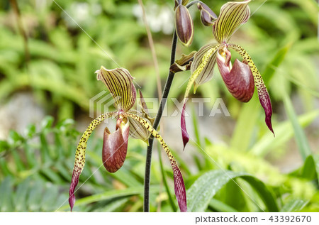 Paphiopedilum Paphiopedilum 43392670