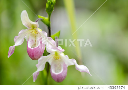 Paphiopedilum Paphiopedilum 43392674