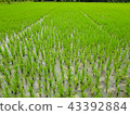 Young rice field at Thailand, Rice farming 43392884
