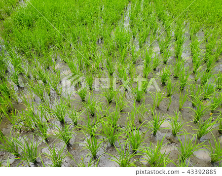 Young rice field at Thailand, Rice farming 43392885
