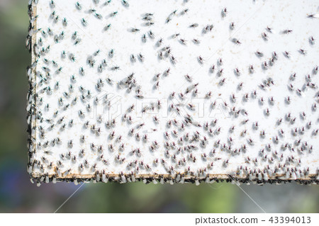 A swarm of flying ants gather on white background A swarm of flying ants gather on white background 43394013
