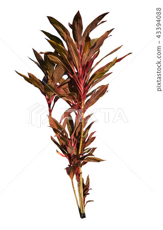 Ti plant or Cordyline Fruticosa tropical tree. 43394088