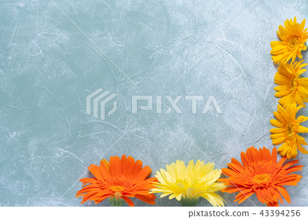 Gerbera Gerbera 43394256