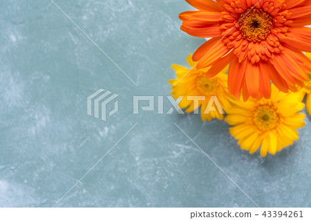 Gerbera 43394261