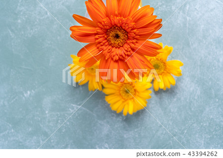 Gerbera Gerbera 43394262
