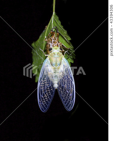 Cicadas, insects Cicadas, insects, insects, mite outcrops, cicadas, moles, semi, cicadas, cicadas, cicada wings, cicada eyes Cicadas, insects Cicadas, insects, insects, mite outcrops, cicadas, moles, semi, cicadas, cicadas, cicada wings, cicada eyes 43394306