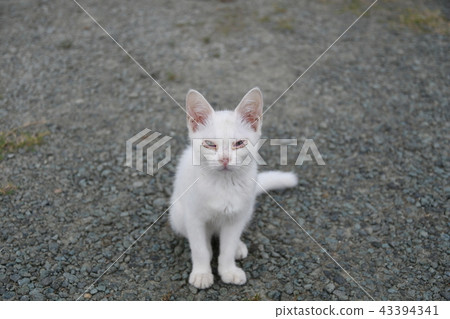 Cat / stray cat Cat / stray cat 43394341