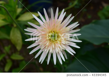 雛菊 雛菊 43394345