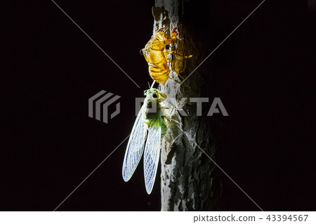 Insect worms, insect worms, insect worms, cicadas, insects, worms, insect wings, Insect worms, insect worms, insect worms, cicadas, insects, worms, insect wings, 43394567