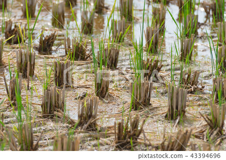 稻田收穫後 43394696