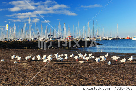 Geelong beach Australia Geelong beach Australia 43394763