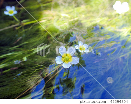 Baikamo開花 Baikamo開花 43394804