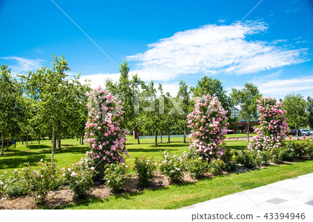 Iwamizawa rose garden 43394946