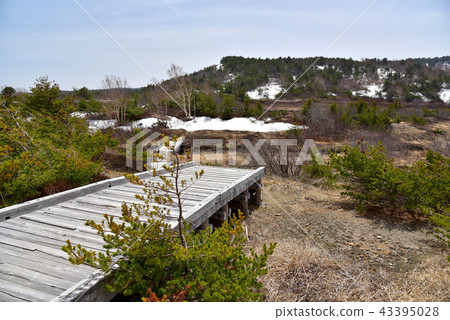 Pure Land in the spring 43395028