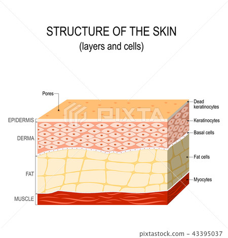 Structure of the human skin Structure of the human skin 43395037