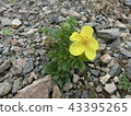 Mongolian flower 43395265