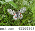Butterfly 43395398