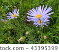 Mongolian flower 43395399