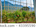 red cherry tomato farm at Thailand 43395590