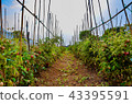 red cherry tomato farm at Thailand 43395591