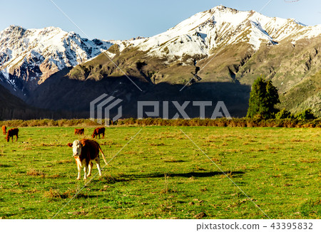 Argentine Chilean Patagonian landscape with freely grazing cows near a river. Group of cows in 43395832
