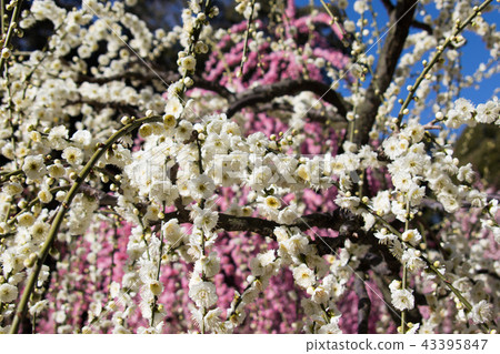 plum blossom season plum blossom season 43395847
