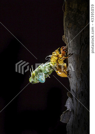 Cicadas, molting, mite outcrops, cicada allegations, cicadas, cicadas, metamorphoses, insects, insect allegations, insect metamorphosis, insect changes, insects 43395859